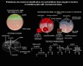 bacteria biochemical identification